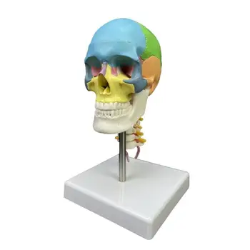  Човешки череп Анатомичен модел Преподаване Модел Глава Цветен череп Анатомичен модел Dropship