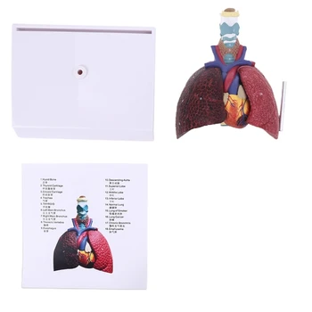 Life Size Human Lung Model Анатомична дихателна система Инструмент за преподаване по анатомия на дихателната система