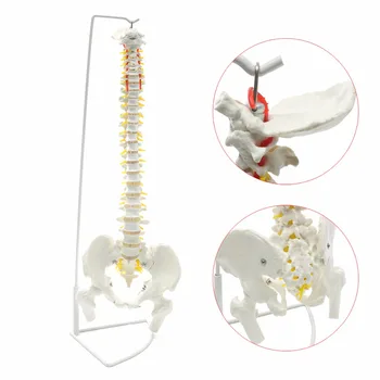 Професионален размер на живота Човешки гръбначен модел Гъвкави медицински анатомични хиропрактика училищни пособия