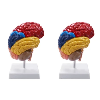 2X Мозъчен анатомичен модел Анатомия 1: 1 Половин мозъчен мозъчен ствол Учебни лабораторни консумативи