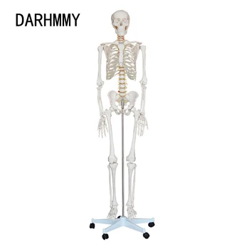 DARHMMY Анатомия Модел Life Size Човешки скелет 170cm Tall PVC Материал Бяла кост