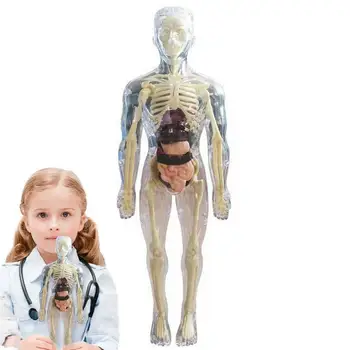 Детски анатомични играчки 3D човешко тяло играчка тяло анатомия модел мек човешкото тяло анатомия кукла реалистични подвижни орган кост дисплей