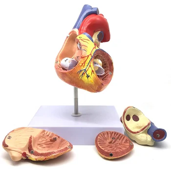 4-Part Life Size Анатомия на сърцето Модел 2X Разширени човешки сърдечни структури Модел Магнитен дизайн с база