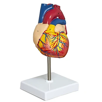 анатомия сърце модел 2-част делукс човешки сърце в реален размер модел анатомия с 34 анатомични структури, анатомично сърце
